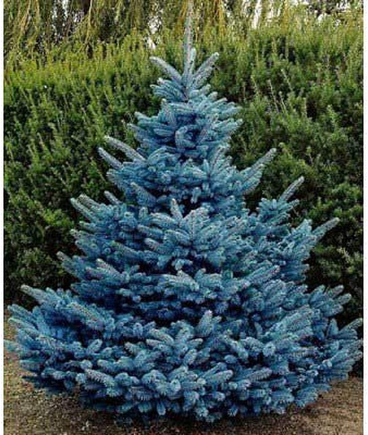 Blue Spruce Seeds for Planting | 30 Seeds | Colorado Blue Spruce