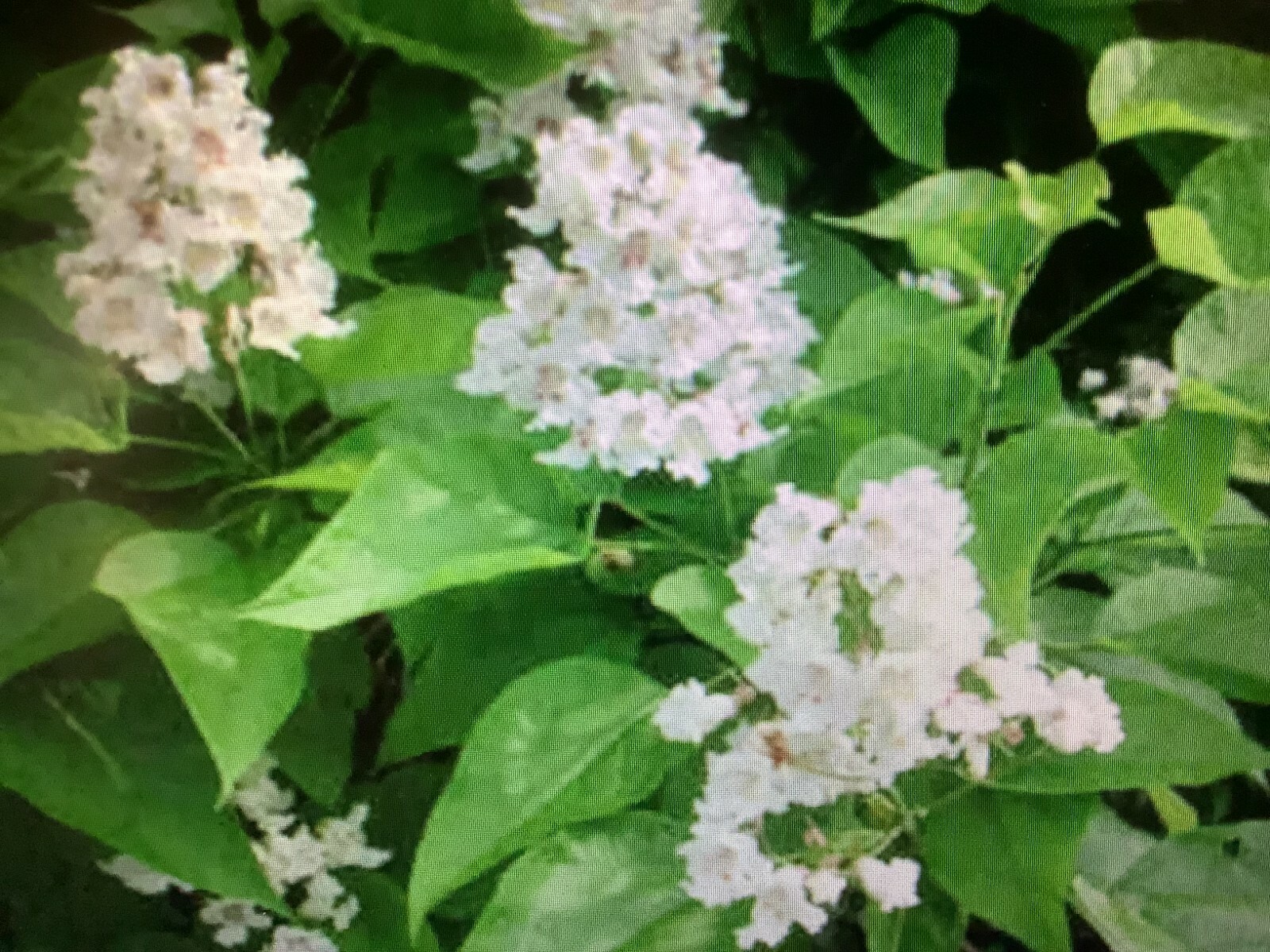 Catalpa tree seeds Northern E-Z Hardy 35+ Ct. FREE EASY START GUIDE INCLUDED