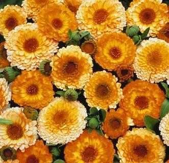 Calendula Pink Surprise 1,000 seeds