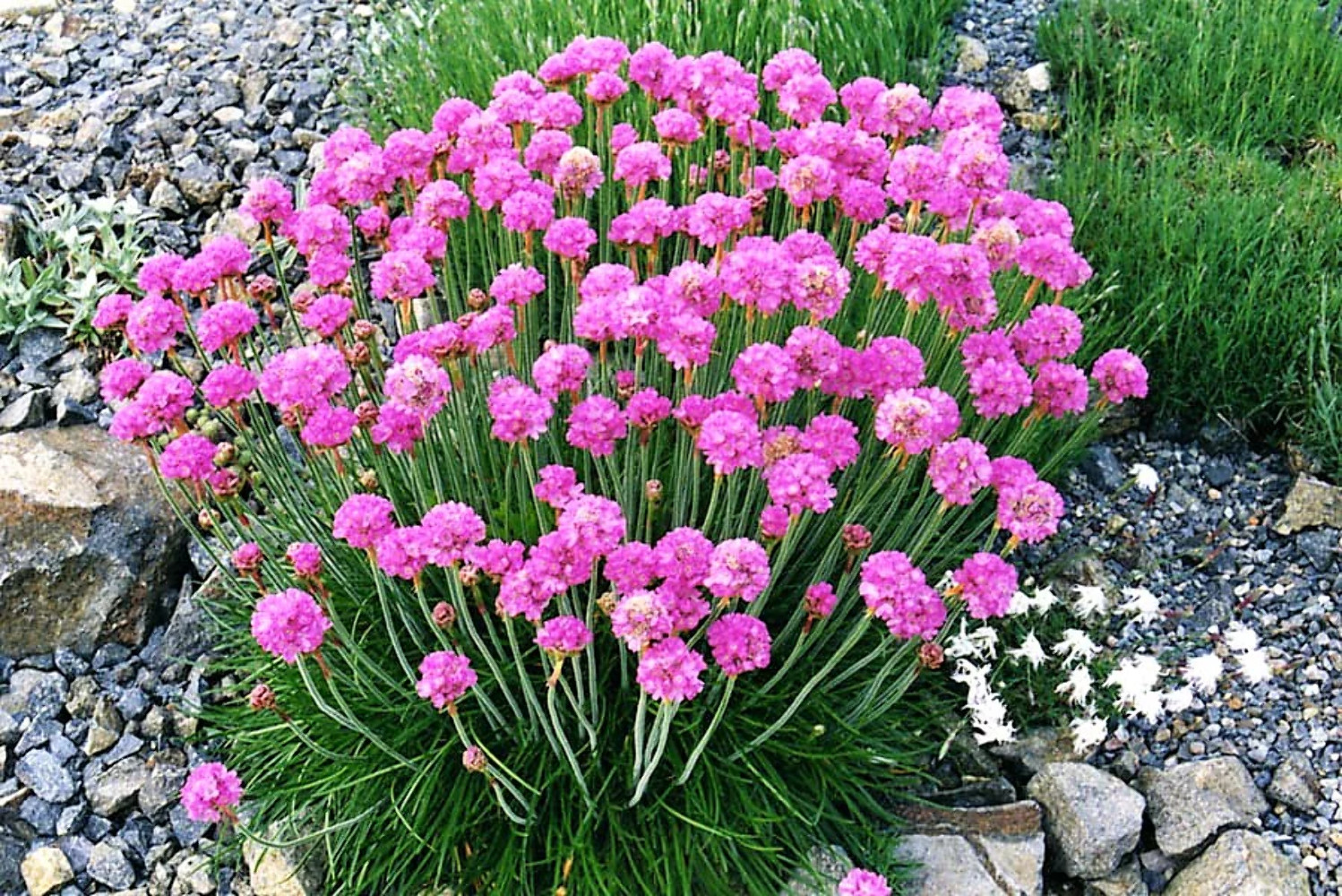 50 SEA THRIFT Armeria Maritima California Sea Pink Cliff Rose Flower Seeds