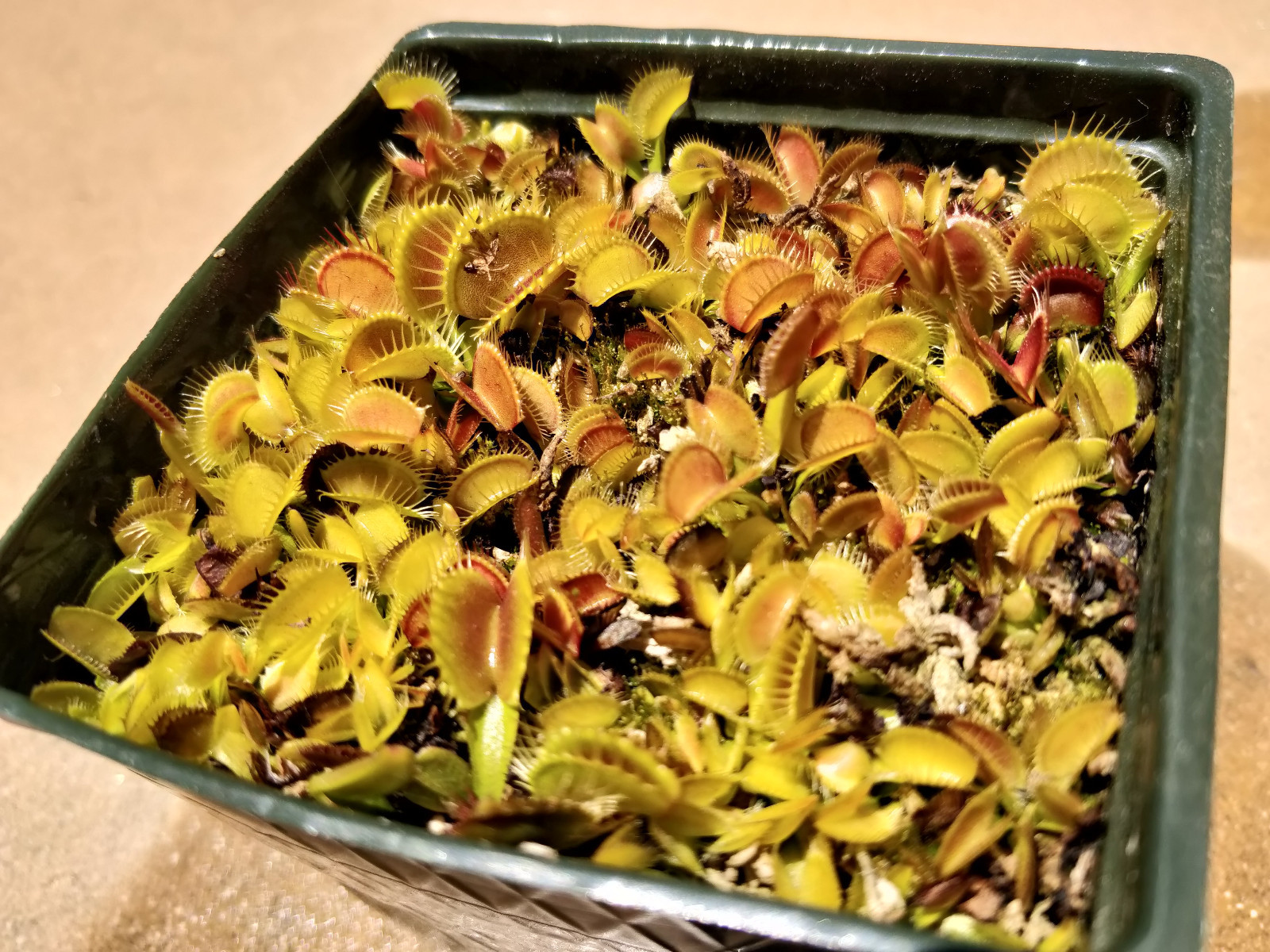 20 freshly harvested(2022 July)giant cross Venus Flytrap seeds G16xG16/G17/DCXL