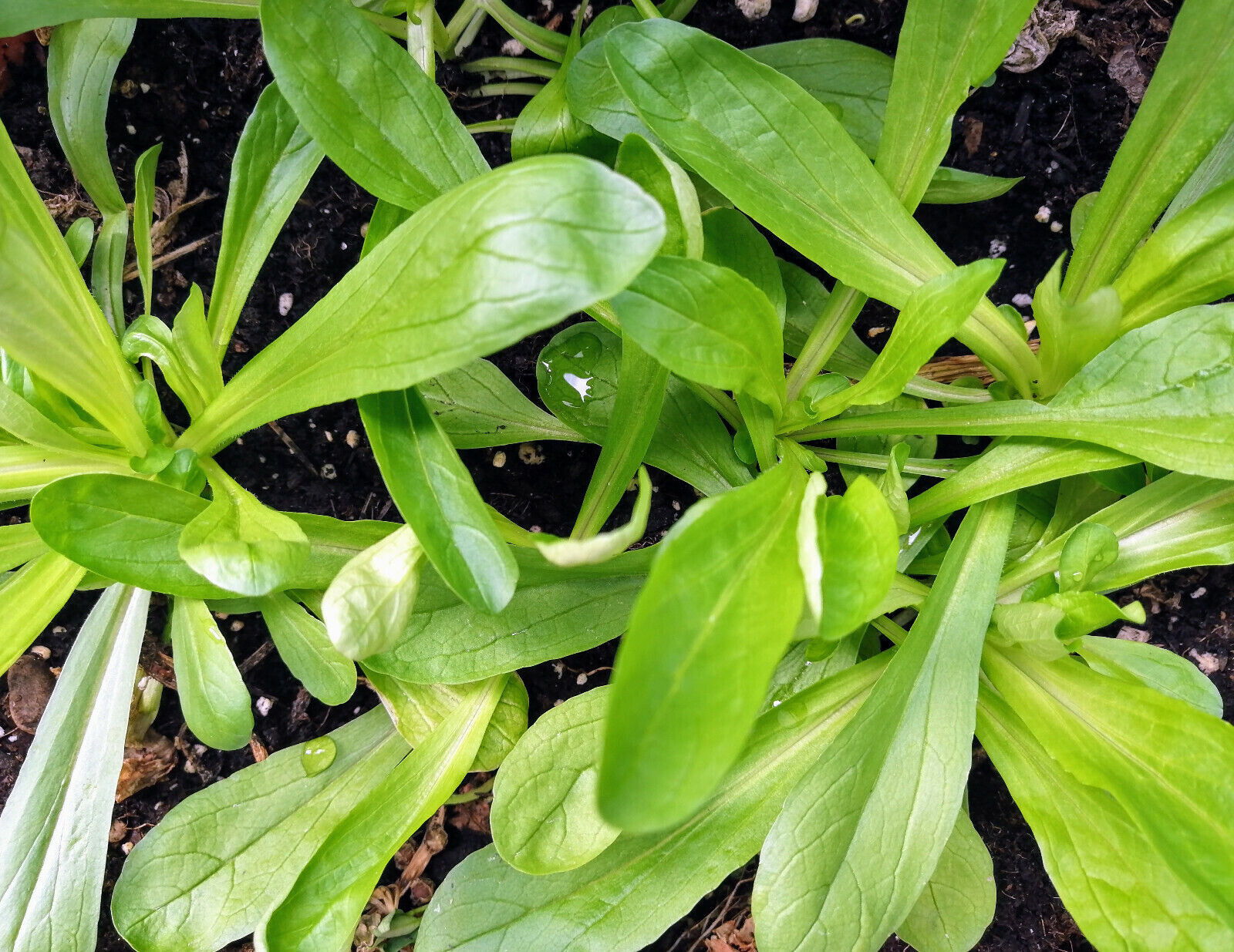 100 Mache Corn Salad Vegetable Seeds Valerianella olitoria, Lamb’s Lettuce Mâche
