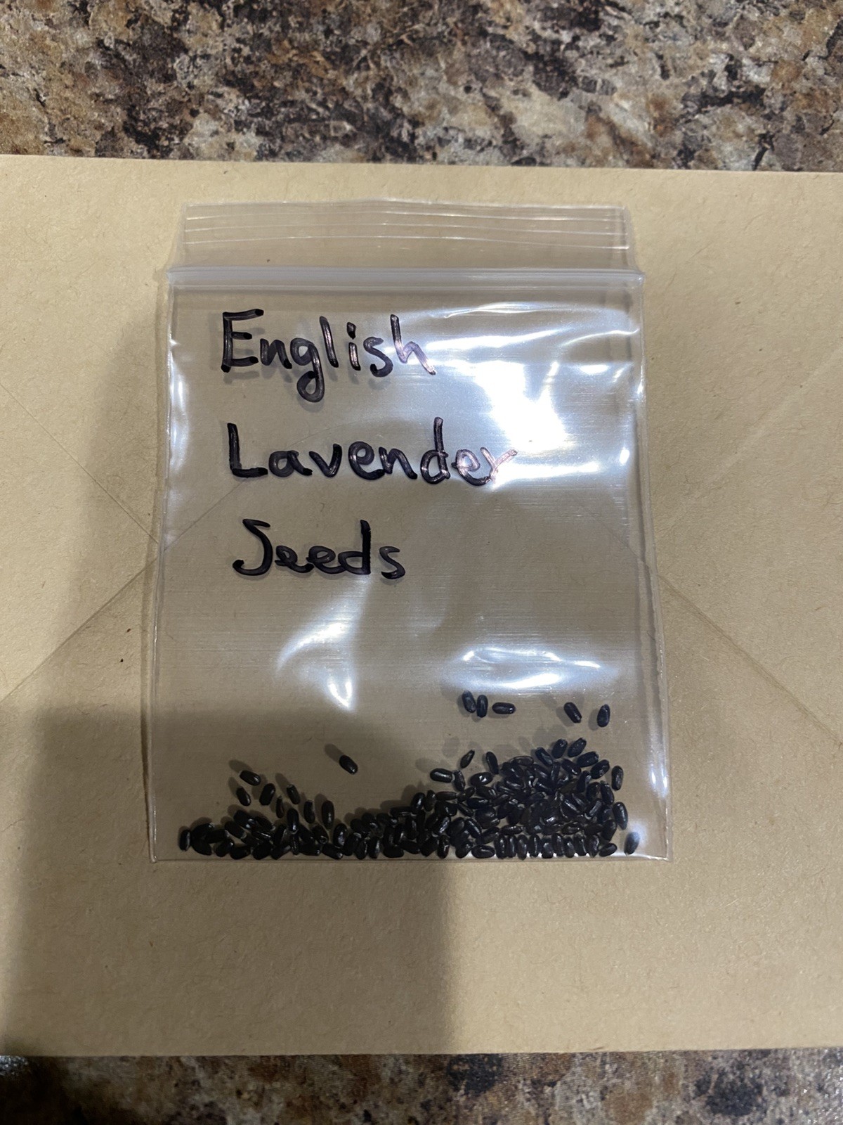 50 English Lavender Seeds Heirloom Organic NonGMO Herb USA Garden Flower easy