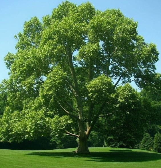 American Sycamore Seeds, (Platanus occidentalis) pack of 50 seeds