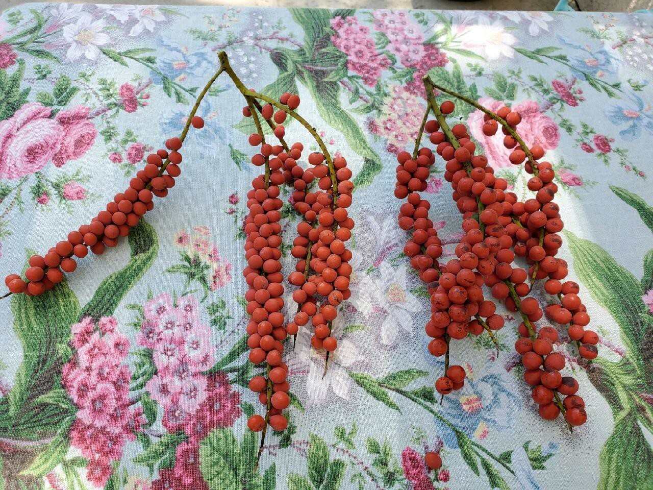 Small PALM TREE SEEDS Chamaedorea radicalis 10 seeds