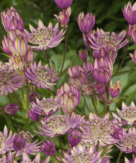 Star of Royals Astrantia – 3 root divisions