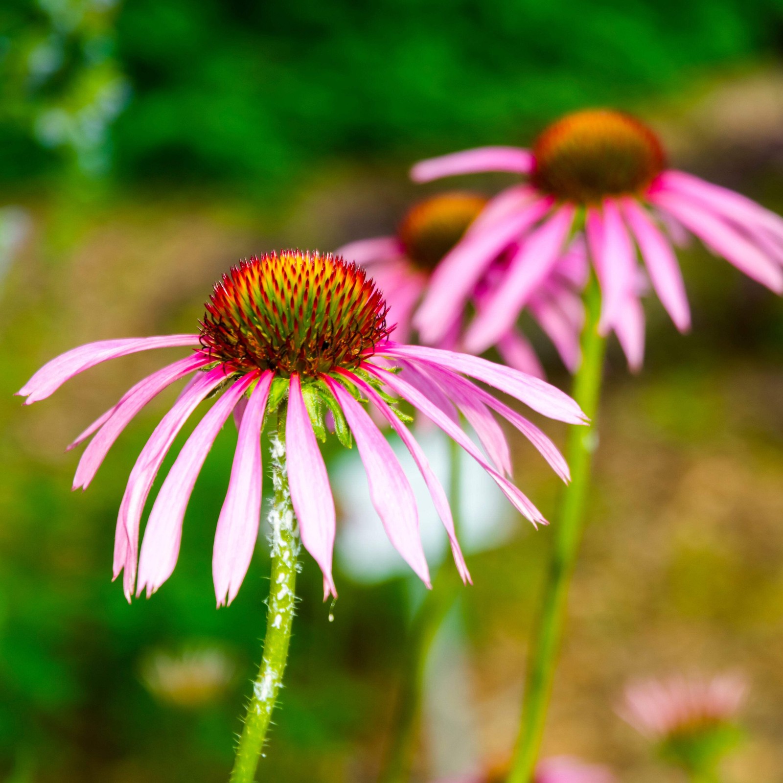 Echinacea angustifolia Seeds (Echinacea angustifolia) ~Native Herb Garden