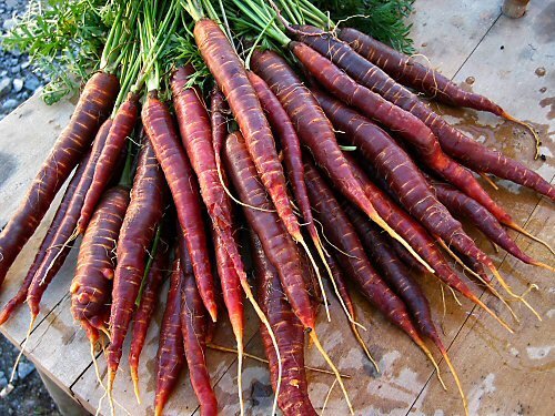 Carrot Cosmic Purple Great Heirloom Vegetable By Seed Kingdom 100 Seeds