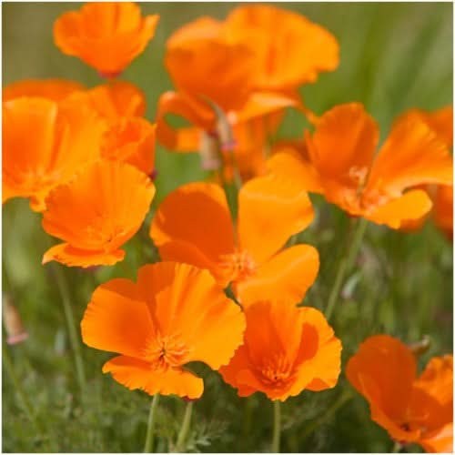 Orange California Poppy Seeds For Planting (Eschscholzia californica)