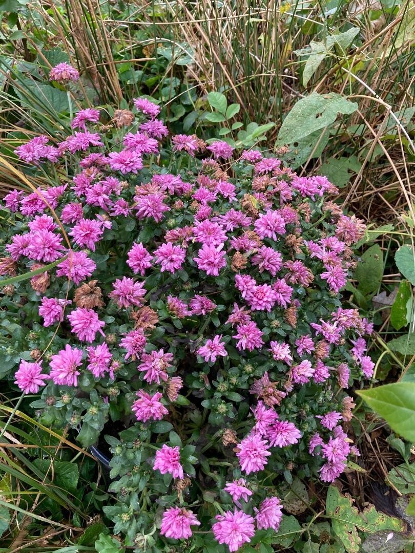 PINK Chrysanthemum Flowers 250 PINK Mum Seeds USA Seller Grown