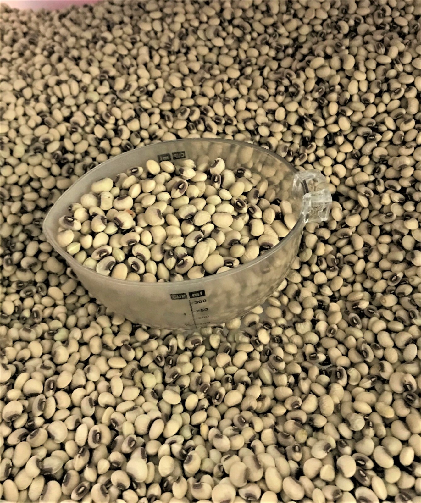 TOP PICK Pinkeye Purple Hull Peas 500+~4oz Seed Southern Cowpea Germination 80%