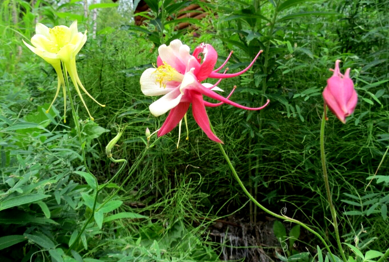 Alaska Wildflower Flower Seed Mix – 5000+ Seeds – Special Mix From Denali Area