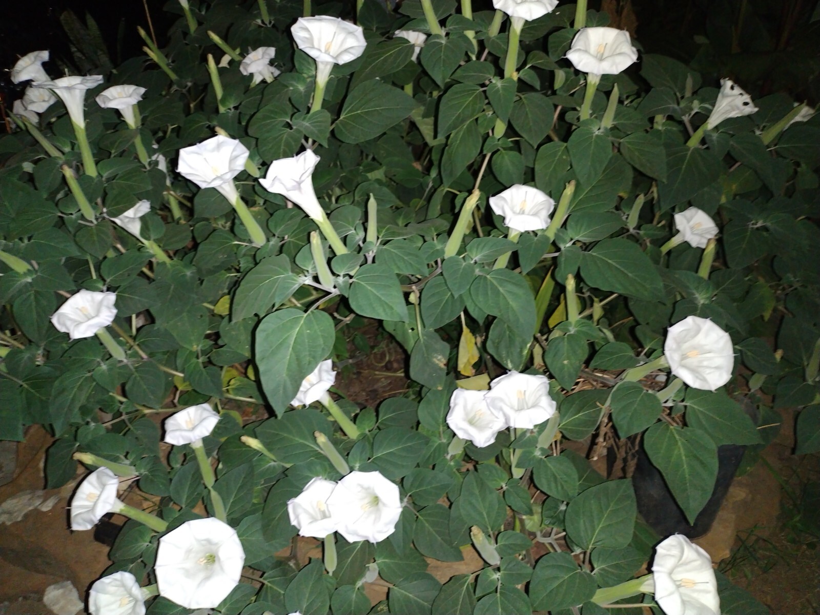 MOONFLOWER ANGEL TRUMPET 100 SEEDS~HUGE BLOOMS~EASY TO GROW 🪴 FREE SHIPPING