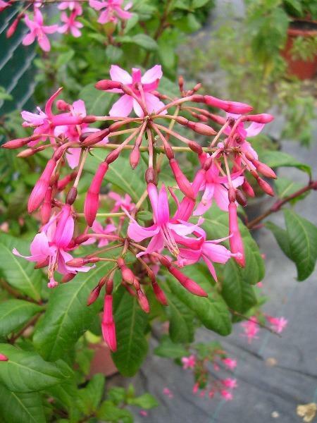 Fuchsia arborescens | Tree Fuchsia | 20 Seeds