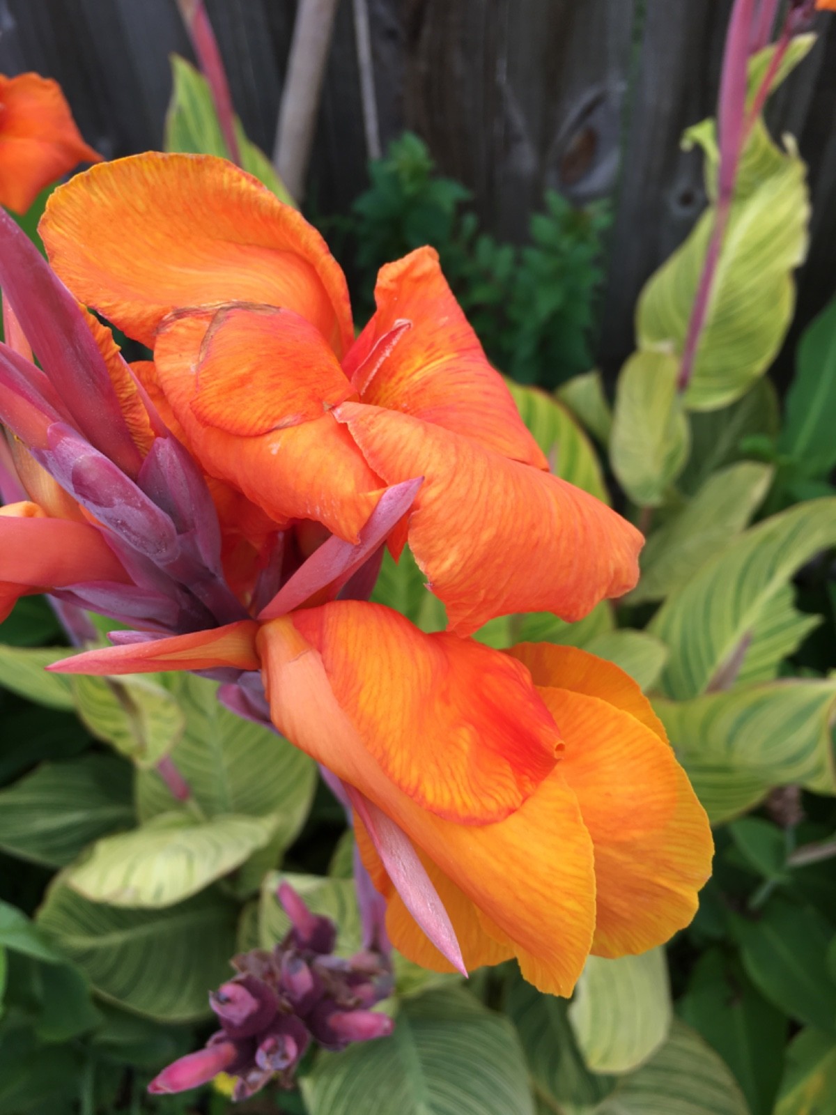 5 Pretoria Bengal Tiger Striped Canna Lily Live Plant Rhizomes Orange RARE