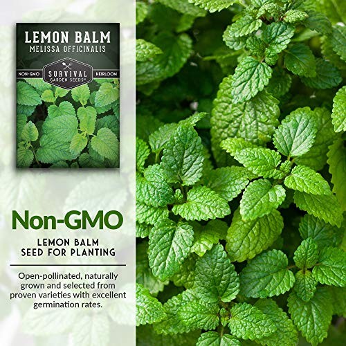 Lemon Balm Seeds for Planting – Melissa Officinalis Herb for Tea and 1