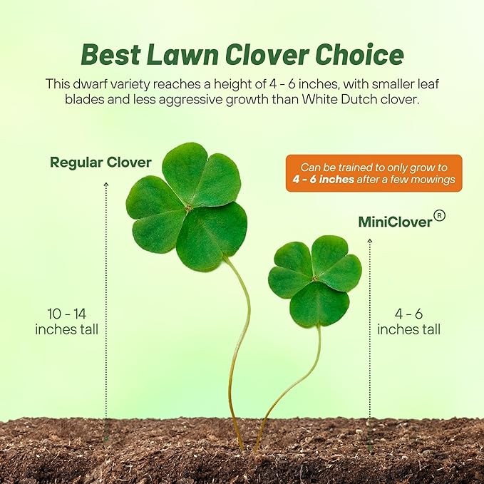 2 LBS Miniclover Seed For Planting No Mow Drought Tolerant Clover Lawns