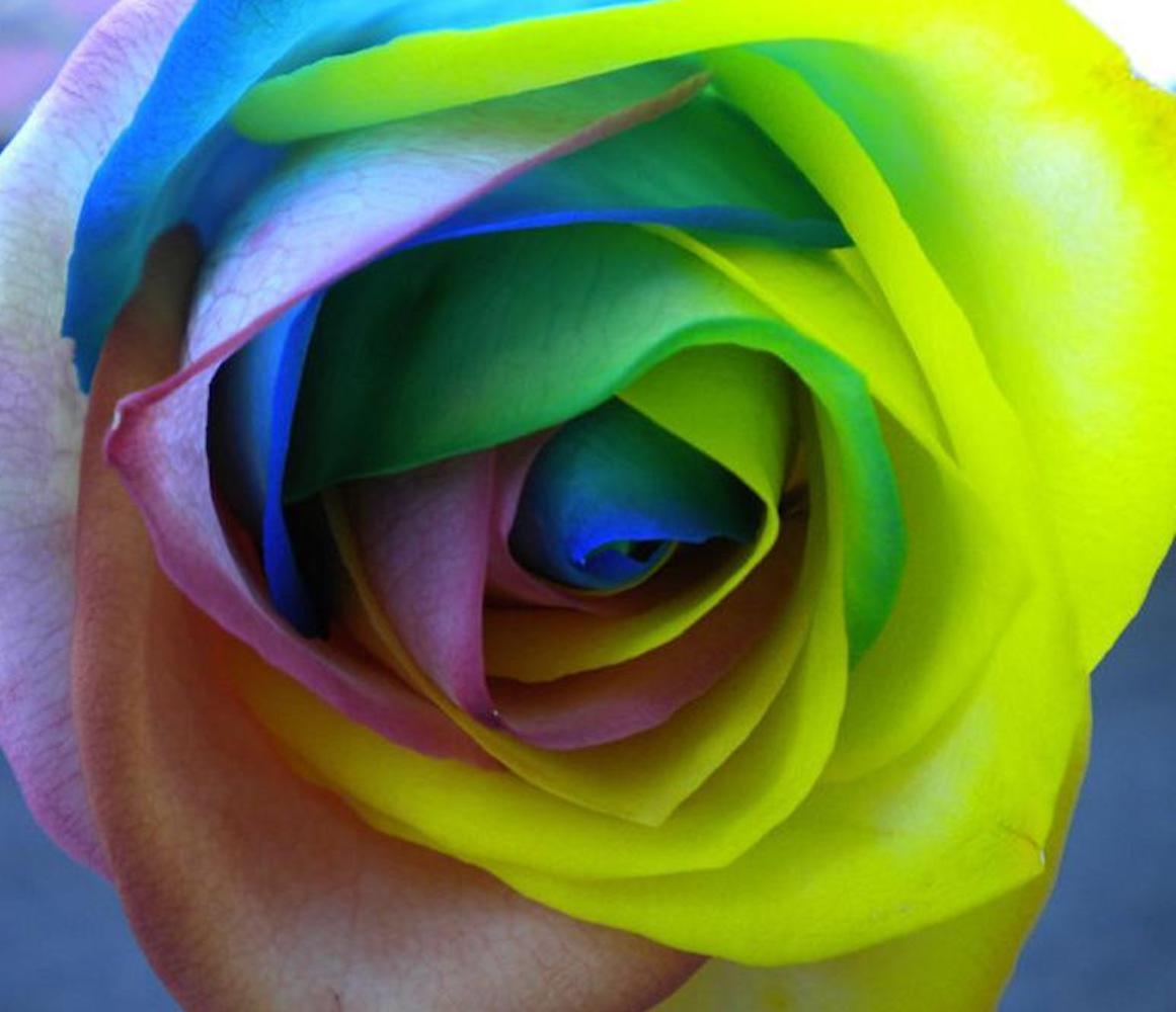 20 EXOTIC RARE RAINBOW ROSE SEEDS garden flower plant bush diy Rosas hybrid tea