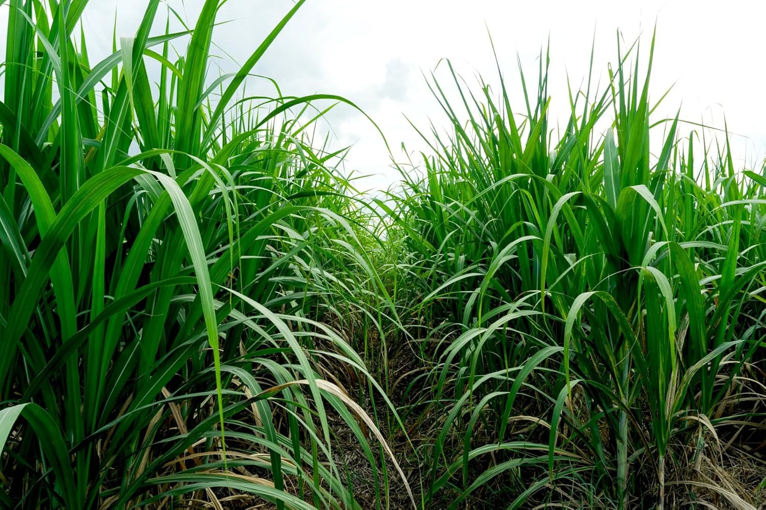 Elephant Grass Seeds – 100 Seeds – Tallest Grass in the World