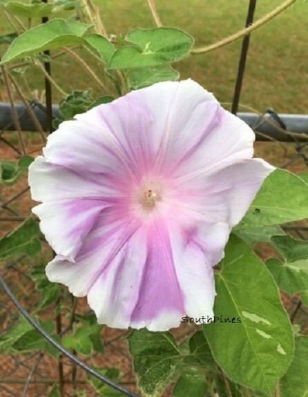 Pink Fuji Frost Japanese Morning Glory Seeds – ipomoea NIL – 6 seeds