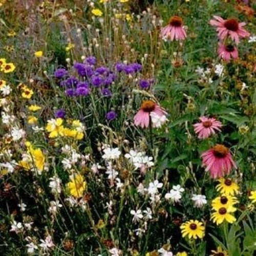 Southeast Wildflower Seed Mix 5 Lbs – Pollinator Friendly, Easy Grow, Vibrant