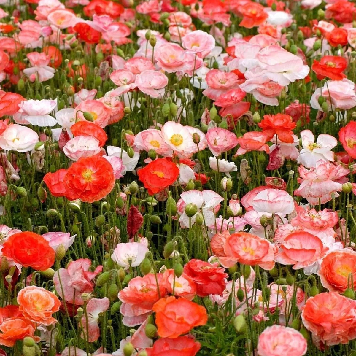 Poppy- Double Shirley – Red – 1000 Seeds