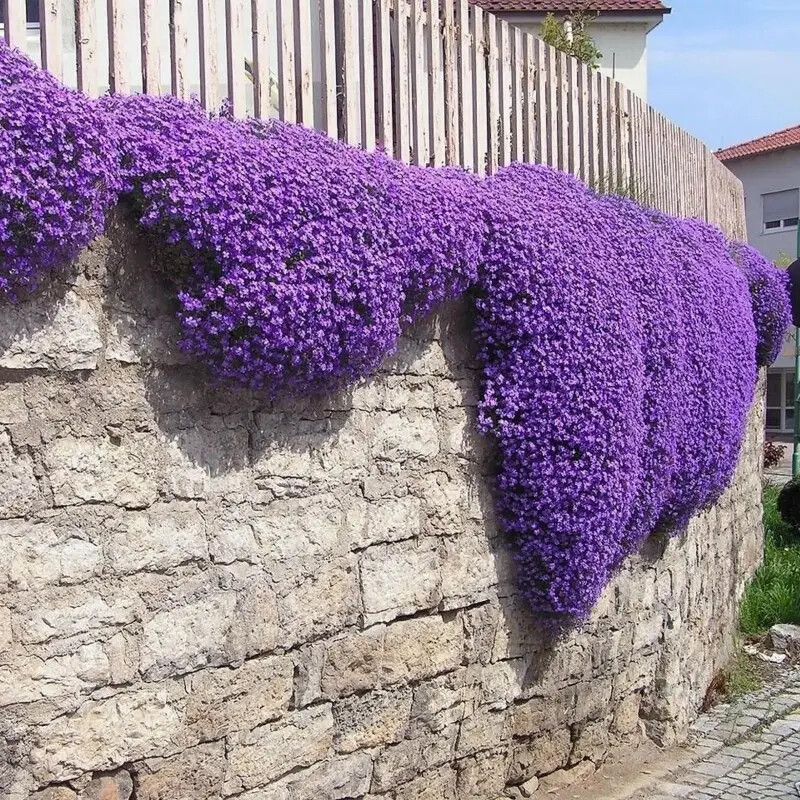 Creeping Thyme 4000 Seeds | Purple Groundcover Herb Lawn Drought Arid Perennial