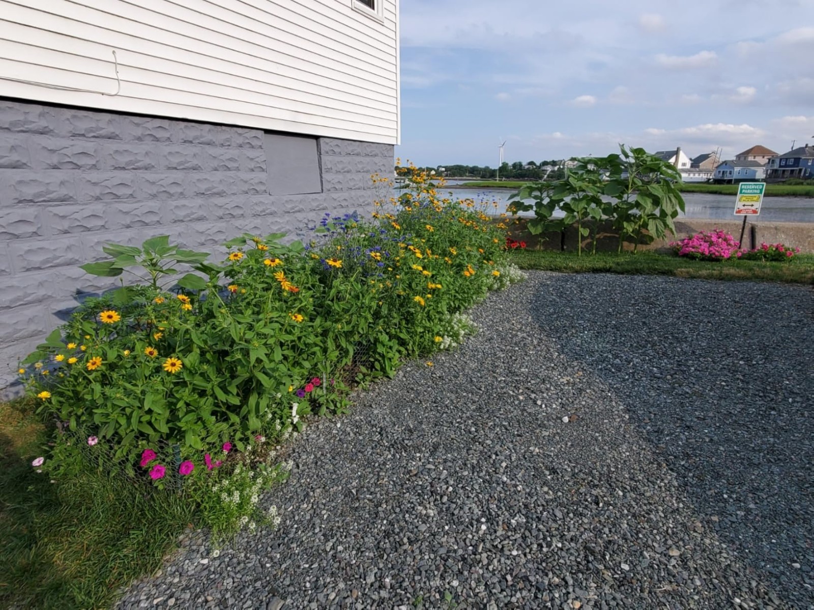 Transform Your Garden: 25,000 Seeds of 14 Easy Grow Wildflowers for Full Sun