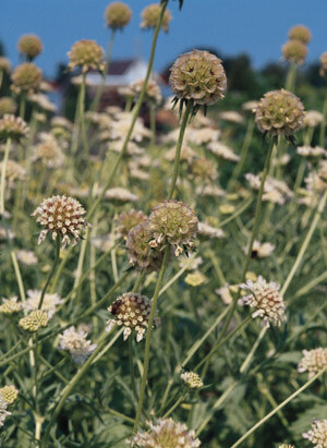 Scabiosa Drumsticks 100 seeds