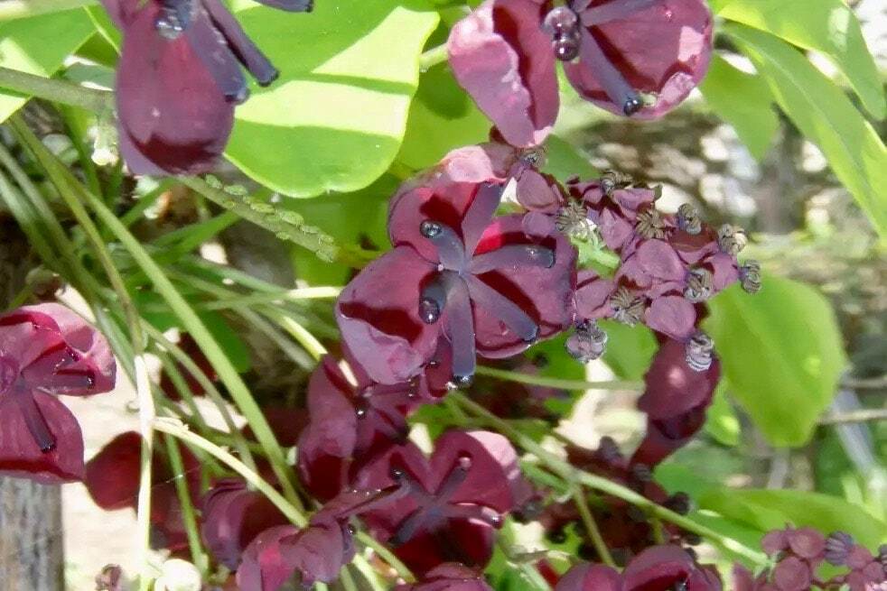 Chocolate Vine Seeds ~ Akebia Quinata ~ Five-leaf Chocolate Vine ~ Five-leaf