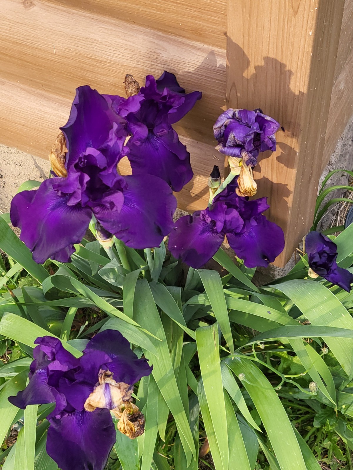 4 bearded Iris Rhizomes w roots variable toe-bulb sizes purple spring 2026 N.C.!
