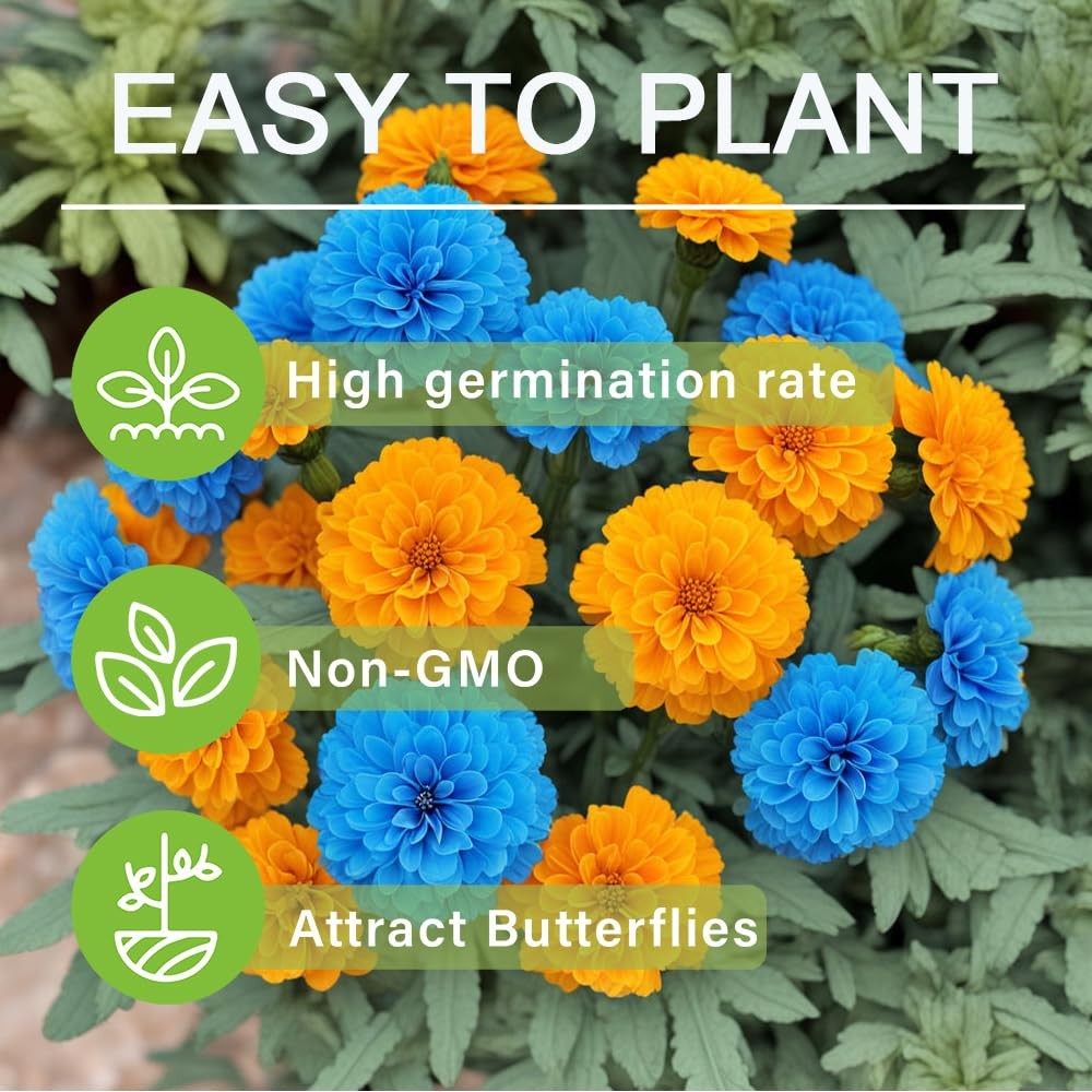 900+ Annual French Marigold Garden Flower Mix Flower Seeds for Planting Garde…