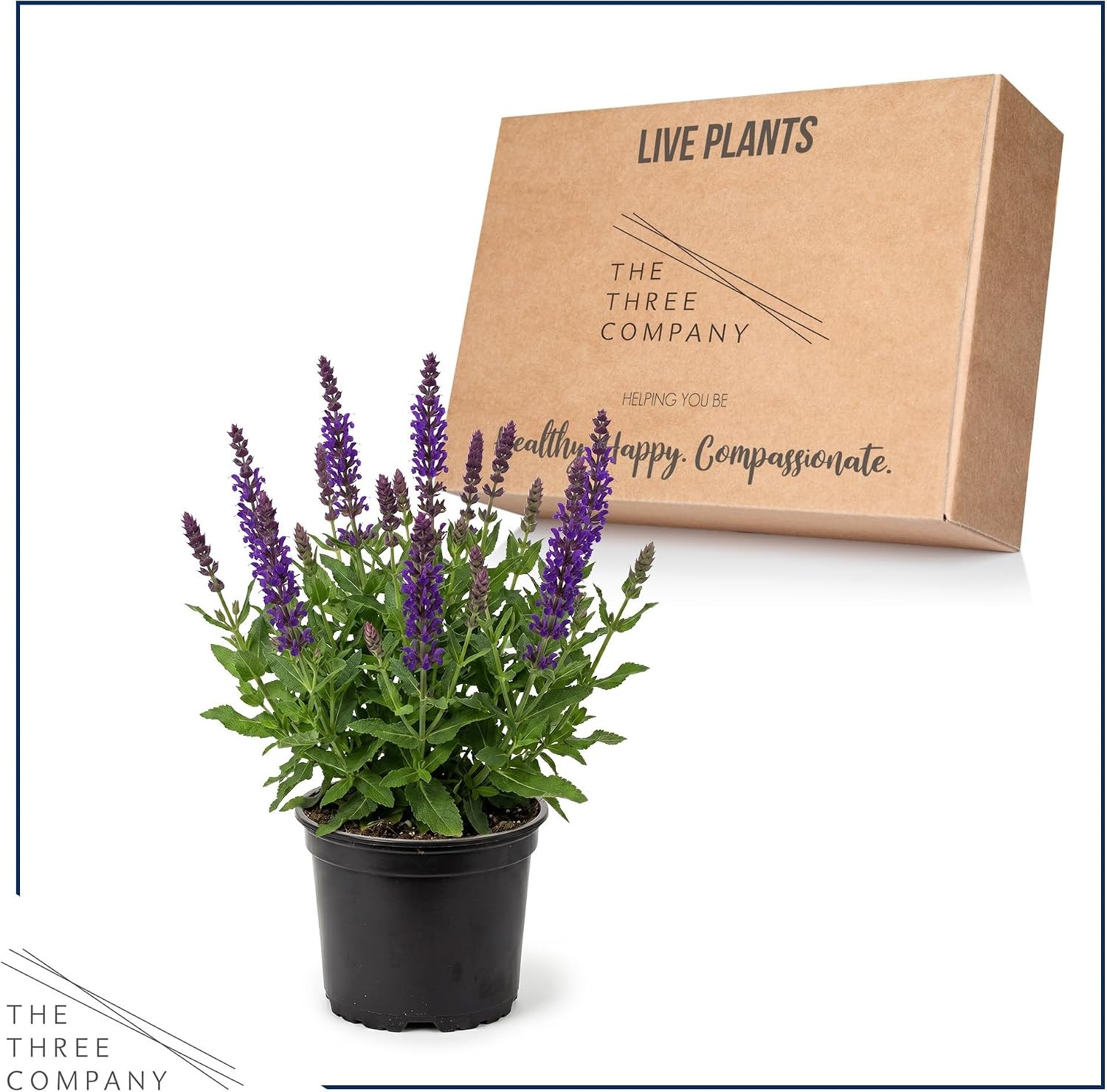 Live Salvia – Blue – Beautiful Upright Perennial – Healthy Spring Plant – 12″ Ta
