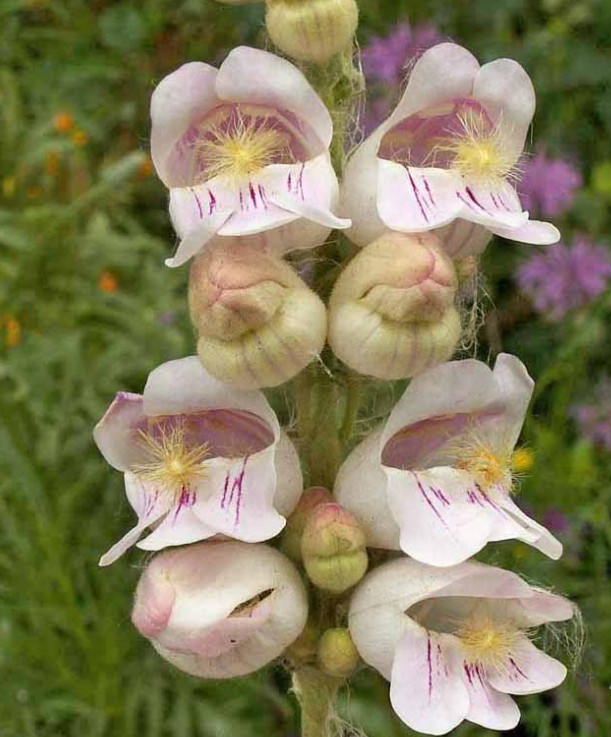 Penstemon PALMER’S Perennial Scented Hummingbirds & Bees USA Non-GMO 500 Seeds!