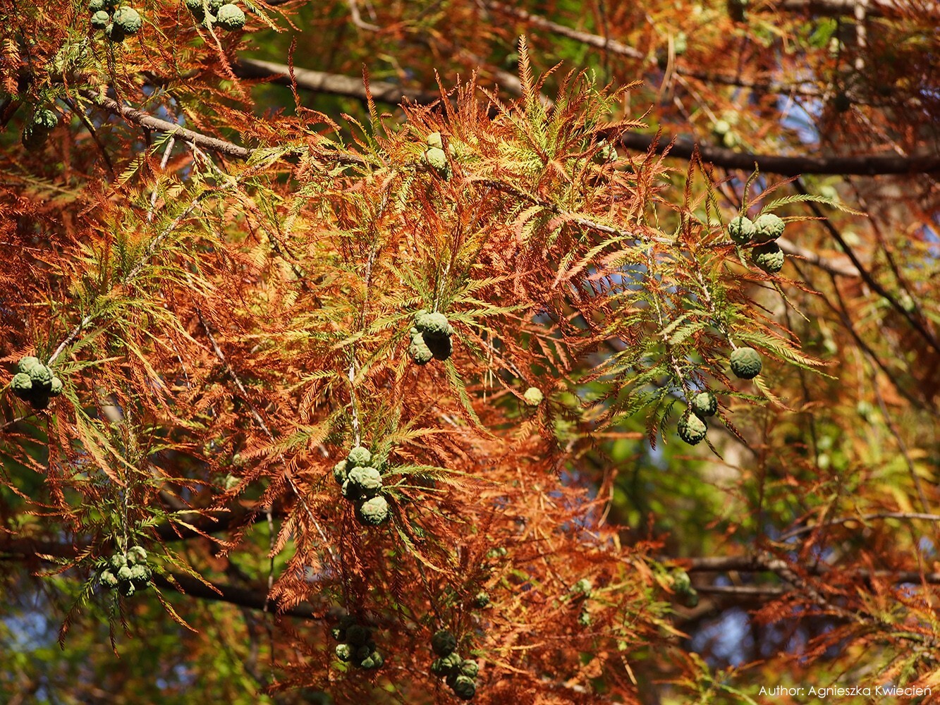Northern Bald Cypress Tree | Premium Seeds | Taxodium distichum ‘Fall’ | Plants’