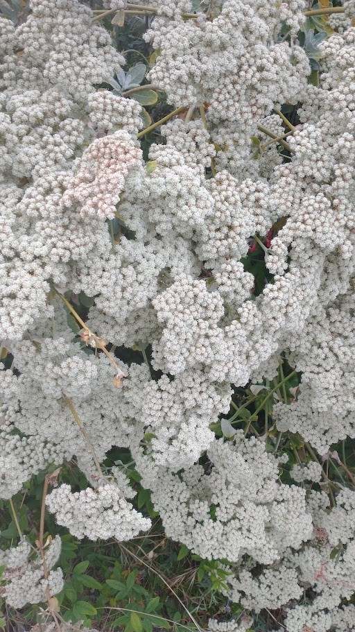 California Buckwheat seeds (Eriogonum fasciculatum) Mojave FREE SHIPPING