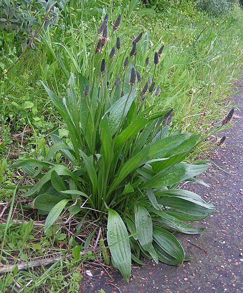 Narrow Leaf Plantain (Plantago Lanceolota) 100 Seeds 2025 Organic/NC Grown