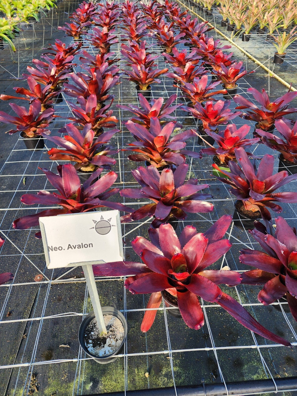 Bromeliad – Neoregelia Avalon 6″ pot – Live Plant