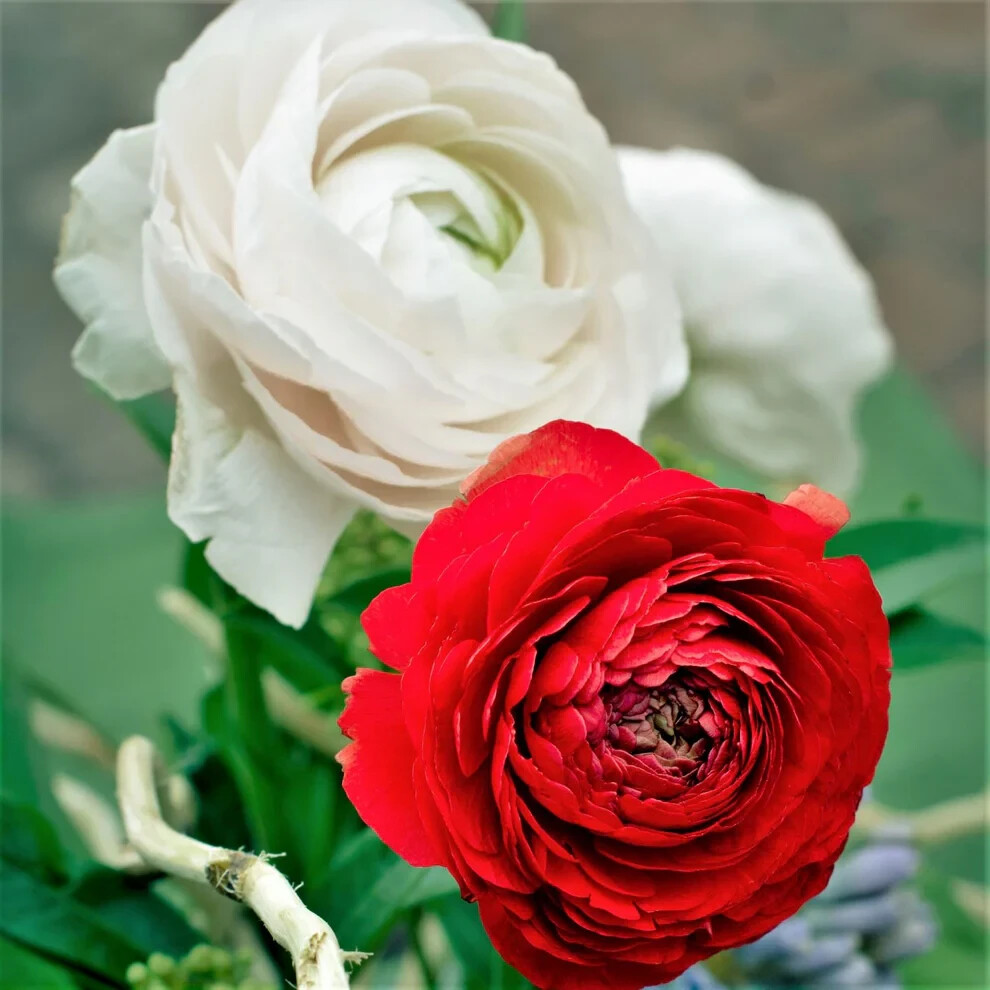 Ranunculus Flower Bulbs 12 Mix Colors Corms Peony Rose Buttercup Spring Flowers