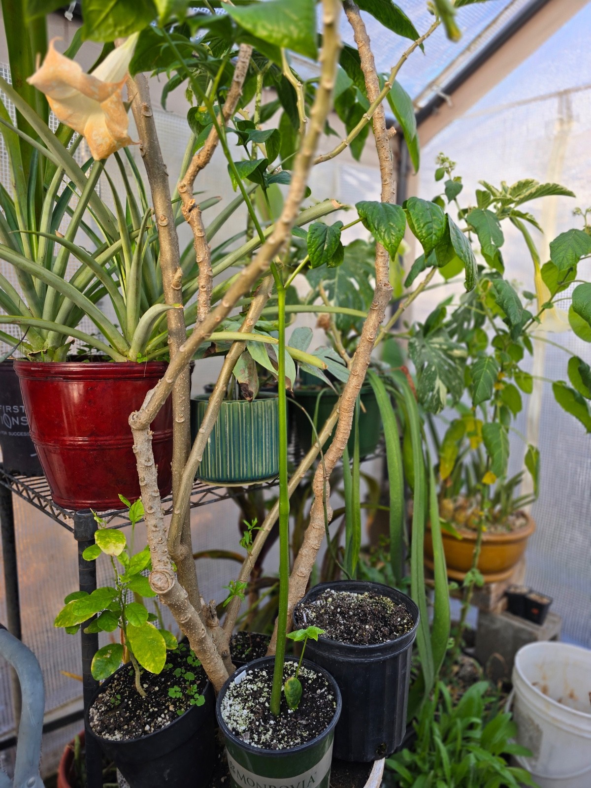 Gonatopus boivinii GREEN Form 1.5 YO Tuber Tropical Rare Plant Aroid Bulb Flower