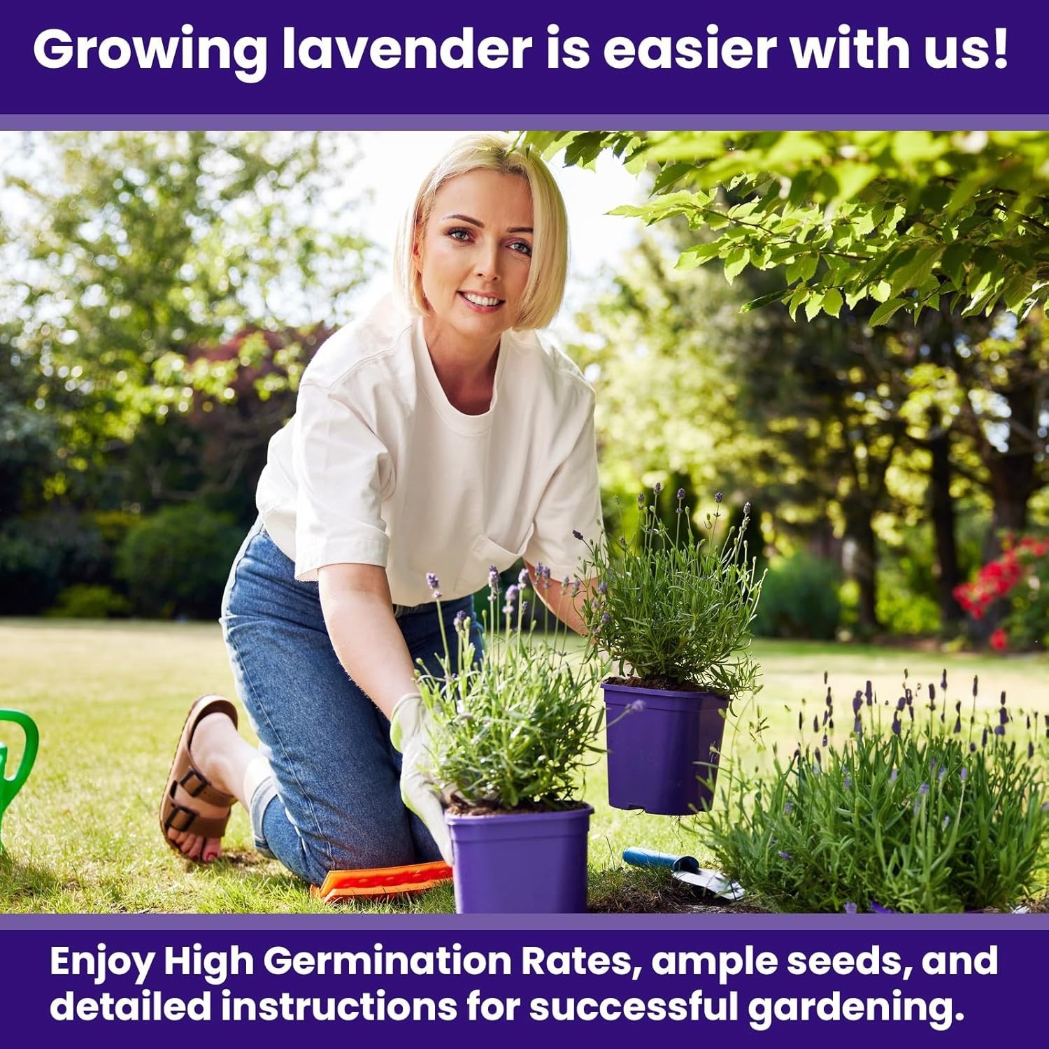 Indoor/Outdoor 1500 Lavender Seeds – Drought-Tolerant & Pollinator-Friendly