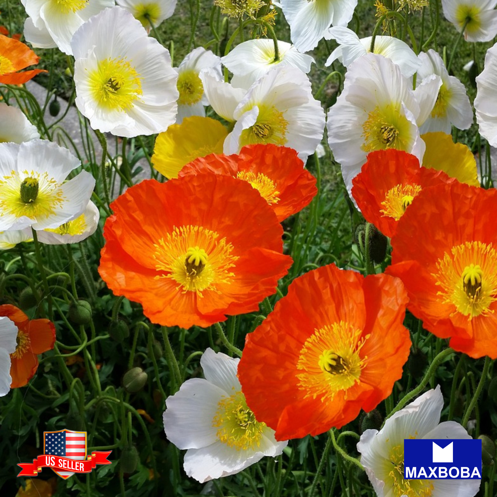Iceland Poppy Seeds – Iceland Finest Mix Non-GMO Garden