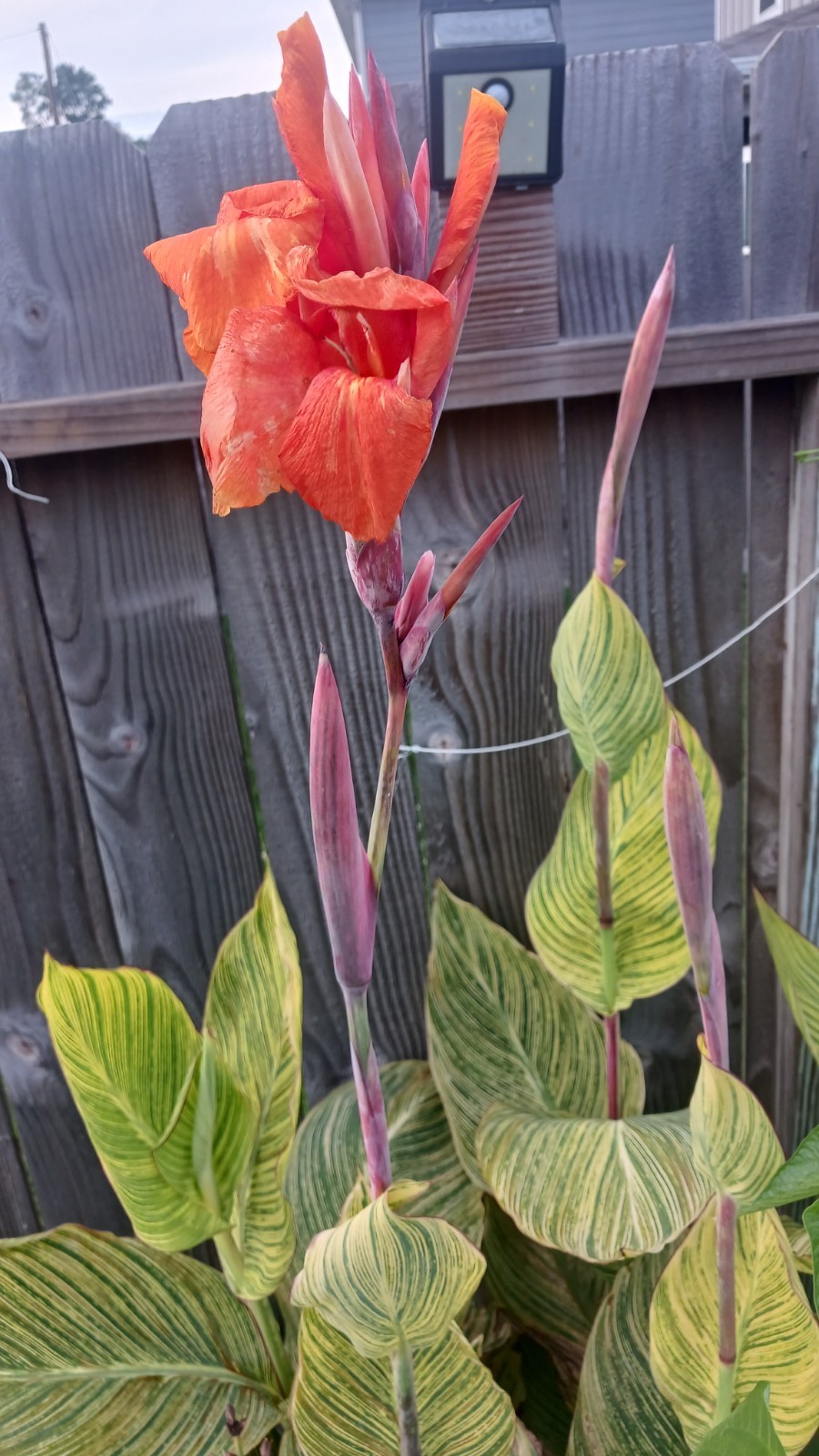 2 Live Plants, Pretoria Bengal Tiger Striped Canna Lily, Rhizomes Orange