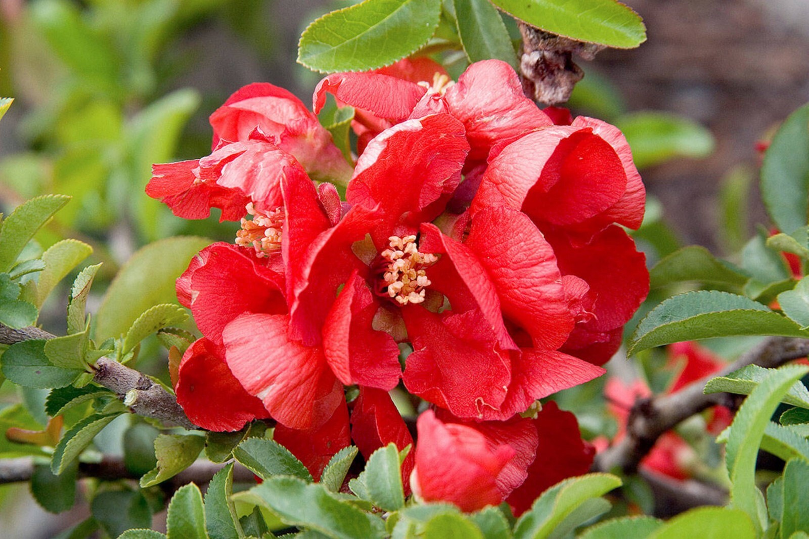 Chaenomeles Speciosa “Texas Scarlet” (Red Flowering Quince) Plant