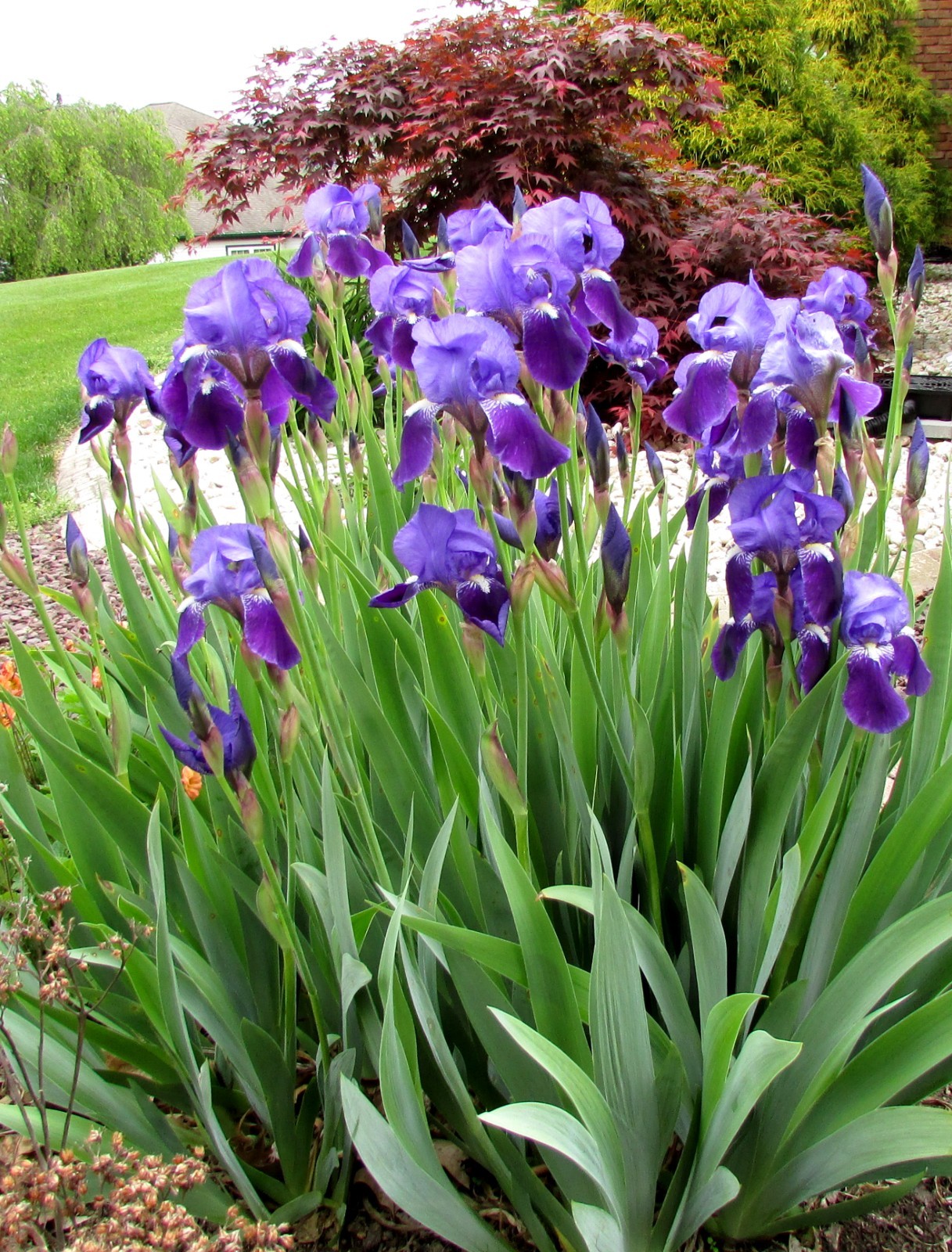 LOT of 3 Tall Dark Purple Old Fashioned Bearded Iris Rhizomes Bulbs