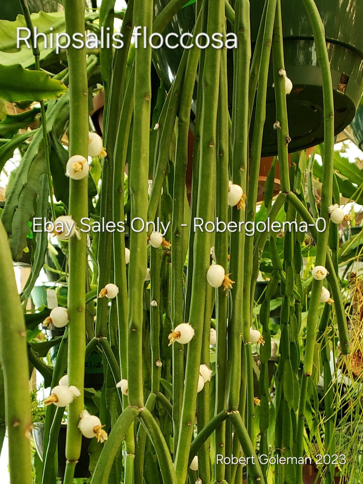 Rhipsalis floccosa Seeds – Rare Mistletoe Cactus – Edible Fruit