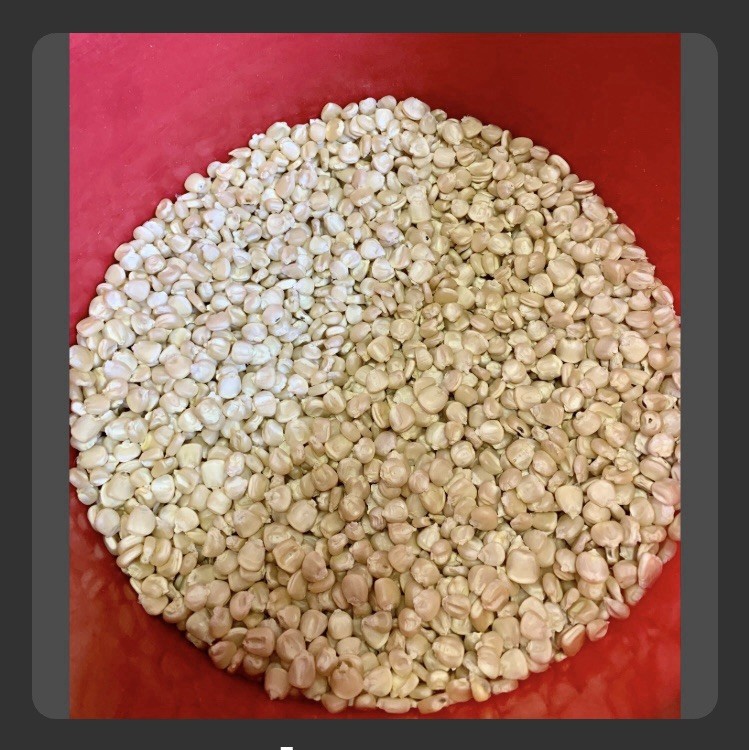 Hickory Cane Heirloom Corn Seeds. FREE SHIPPING. 100 Seeds.