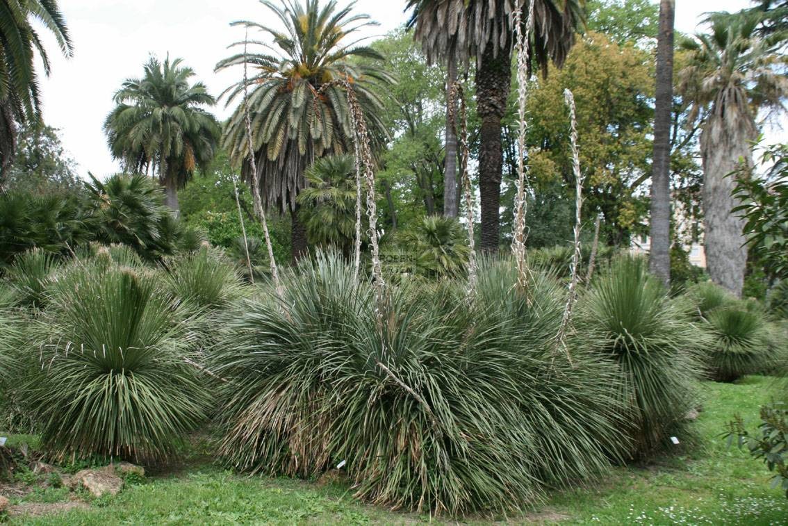 Green Sotol, Dasylirion acrotriche 5 Seeds Free Shipping!