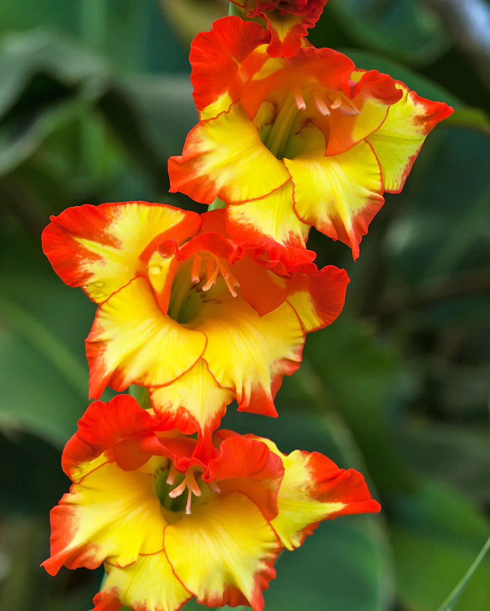 Princess Margaret Rose Gladiolus – 5 bulbs