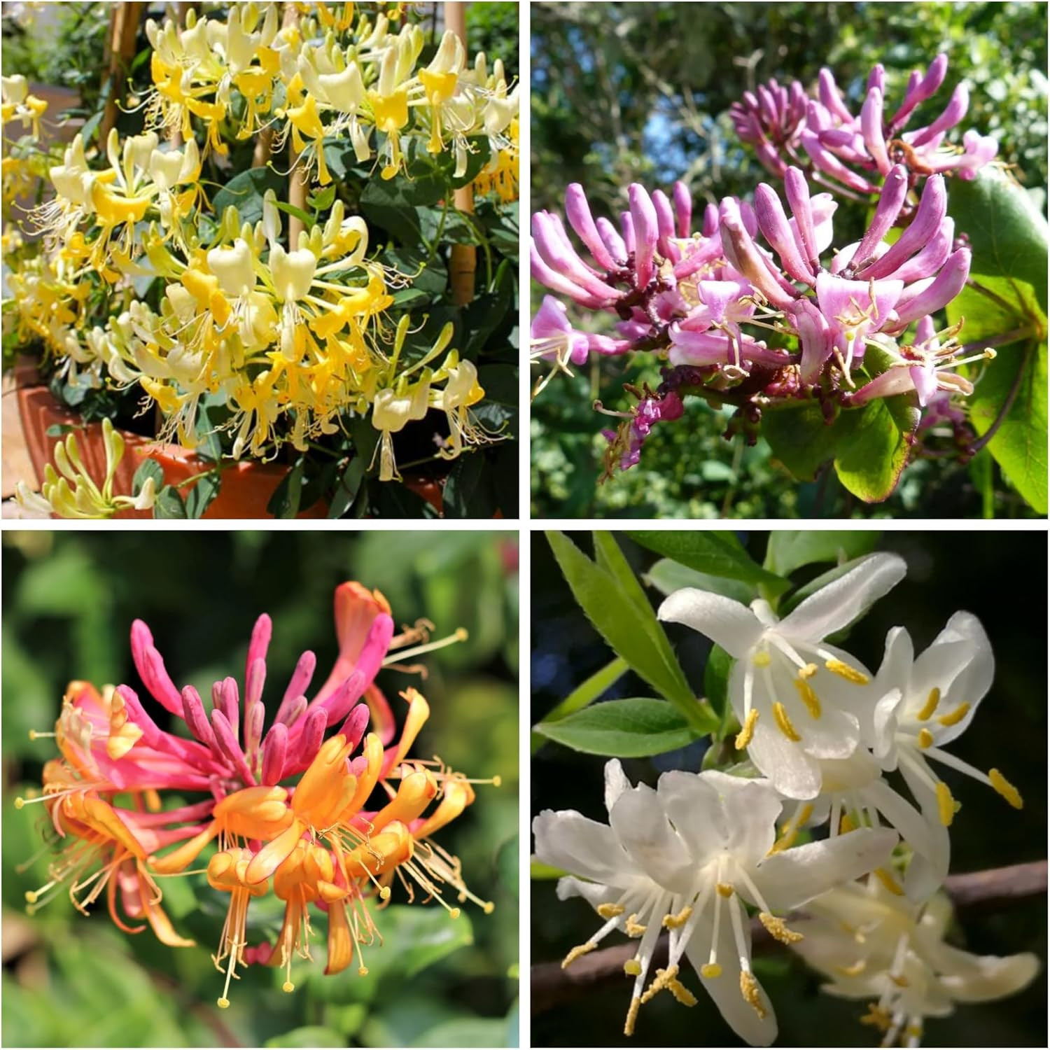 300+ Honeysuckle Seeds for Planting Honeysuckle VineHoneysuckle Flower for G…